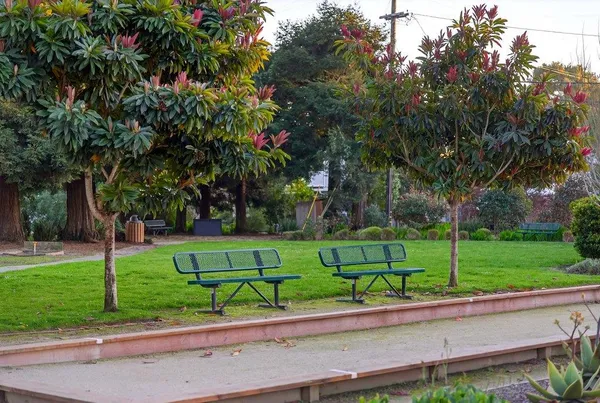 a view of a park with large trees