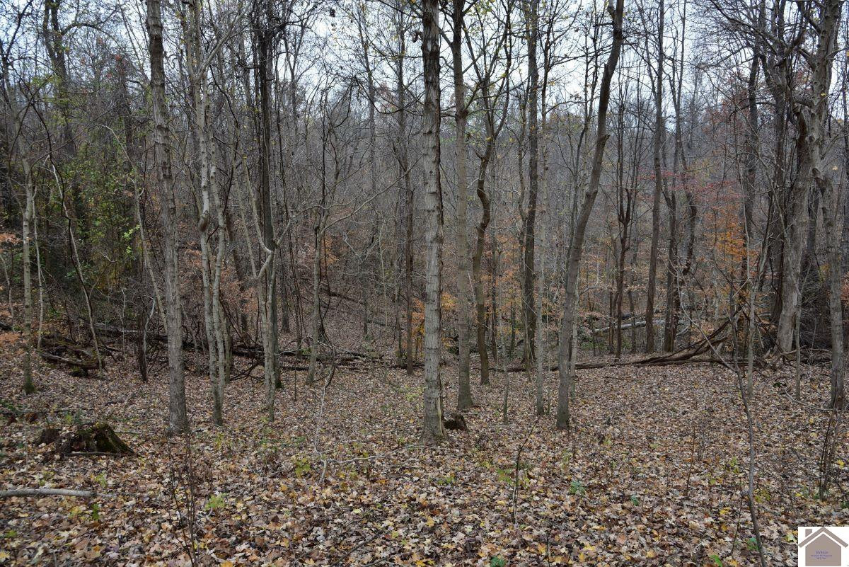 0 Beech Grove Road Hickman, KY 42050 - Photo 33 of 35 Photo 33