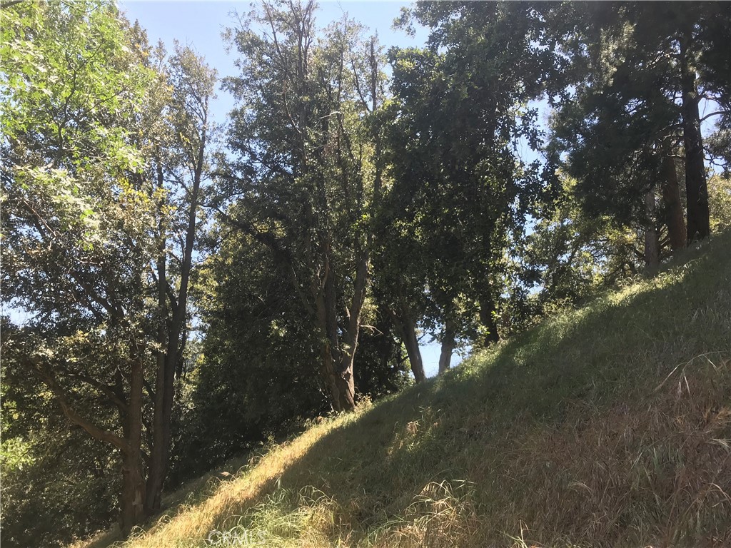 0 Buck Road Cedarpines Park, CA 92322 - Photo 2 of 6 a view of tree
