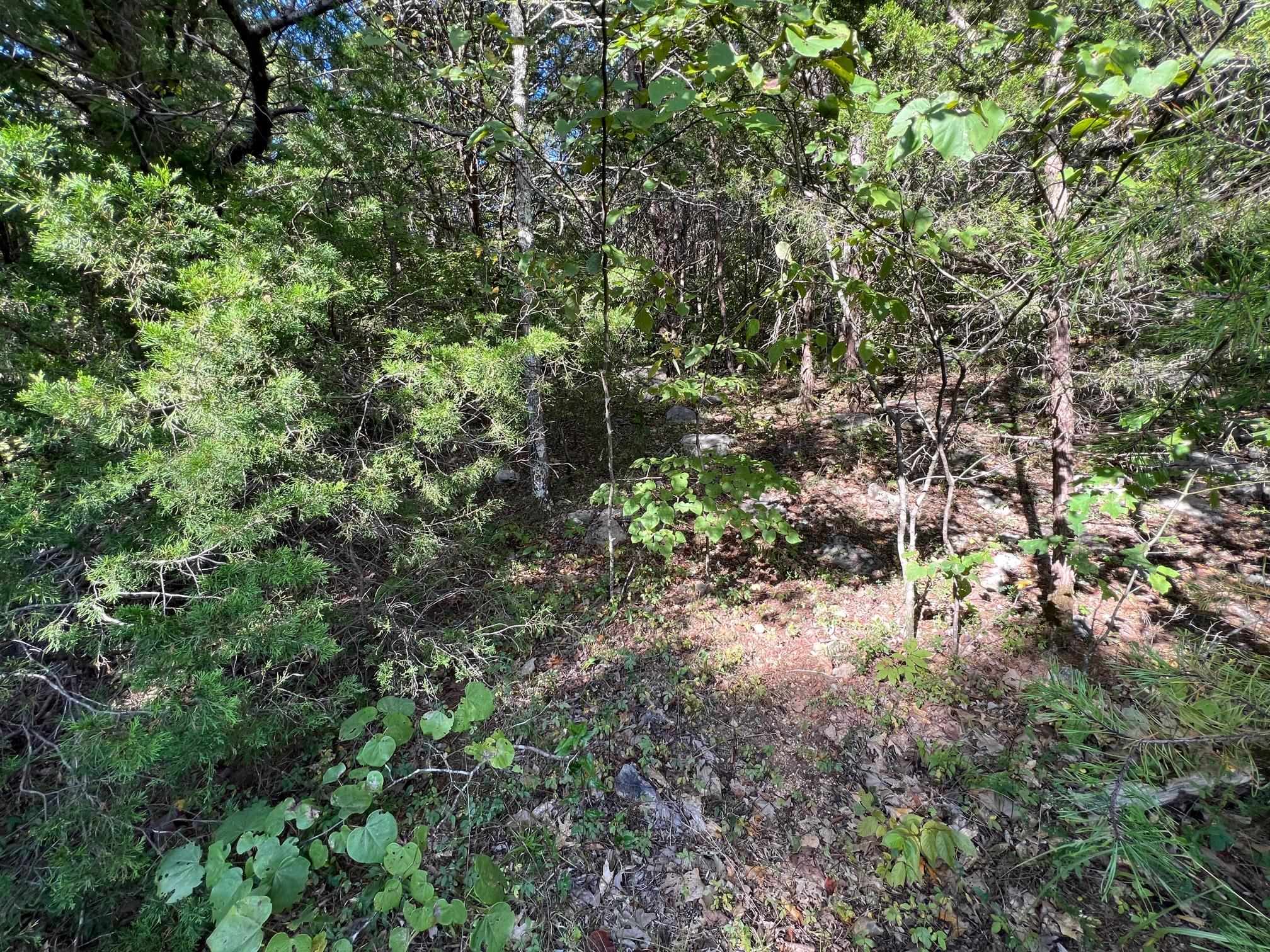 View of local wilderness