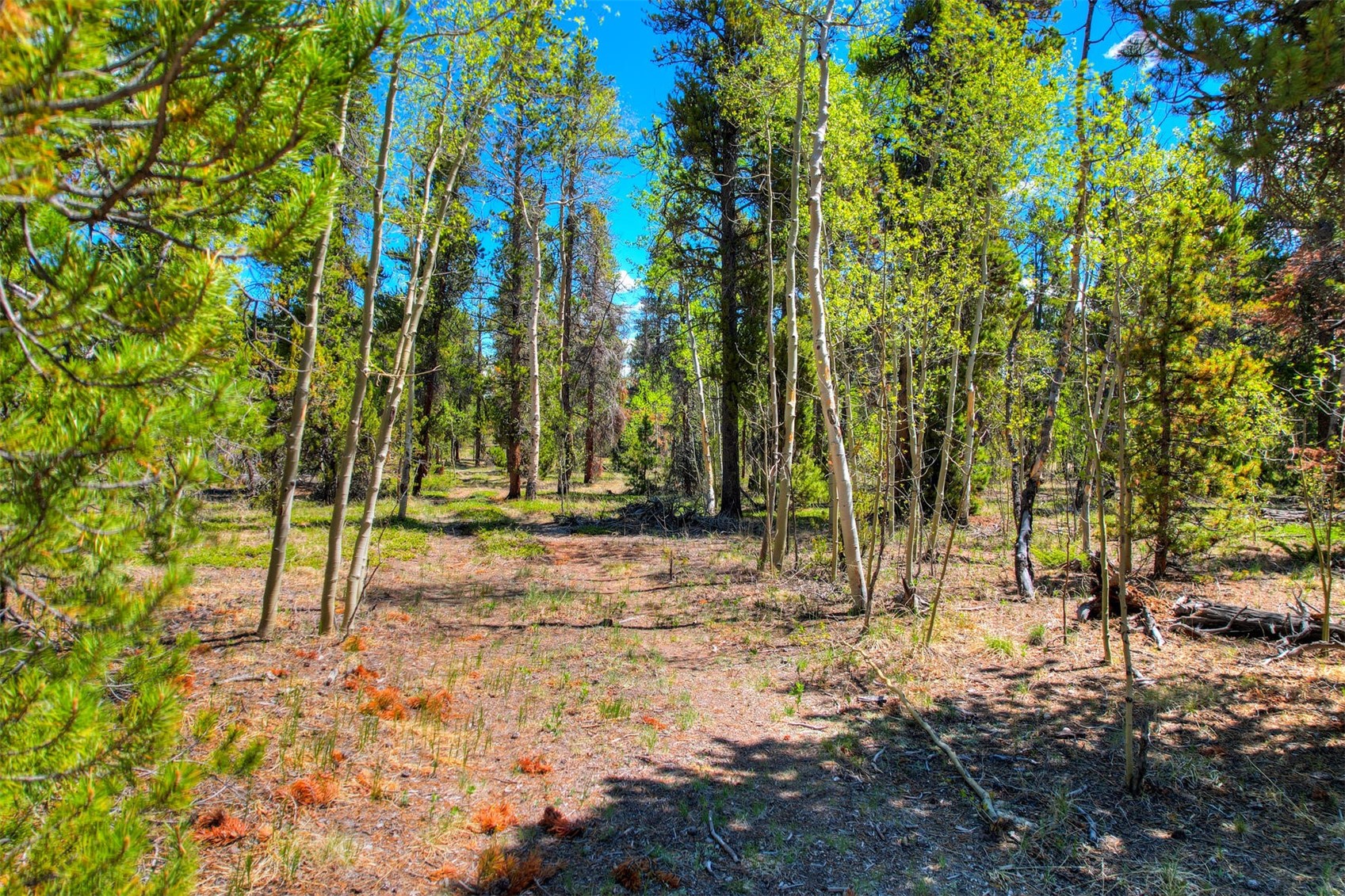 337 Busch Run Fairplay, CO 80440 - Photo 10 of 18 a view of yard