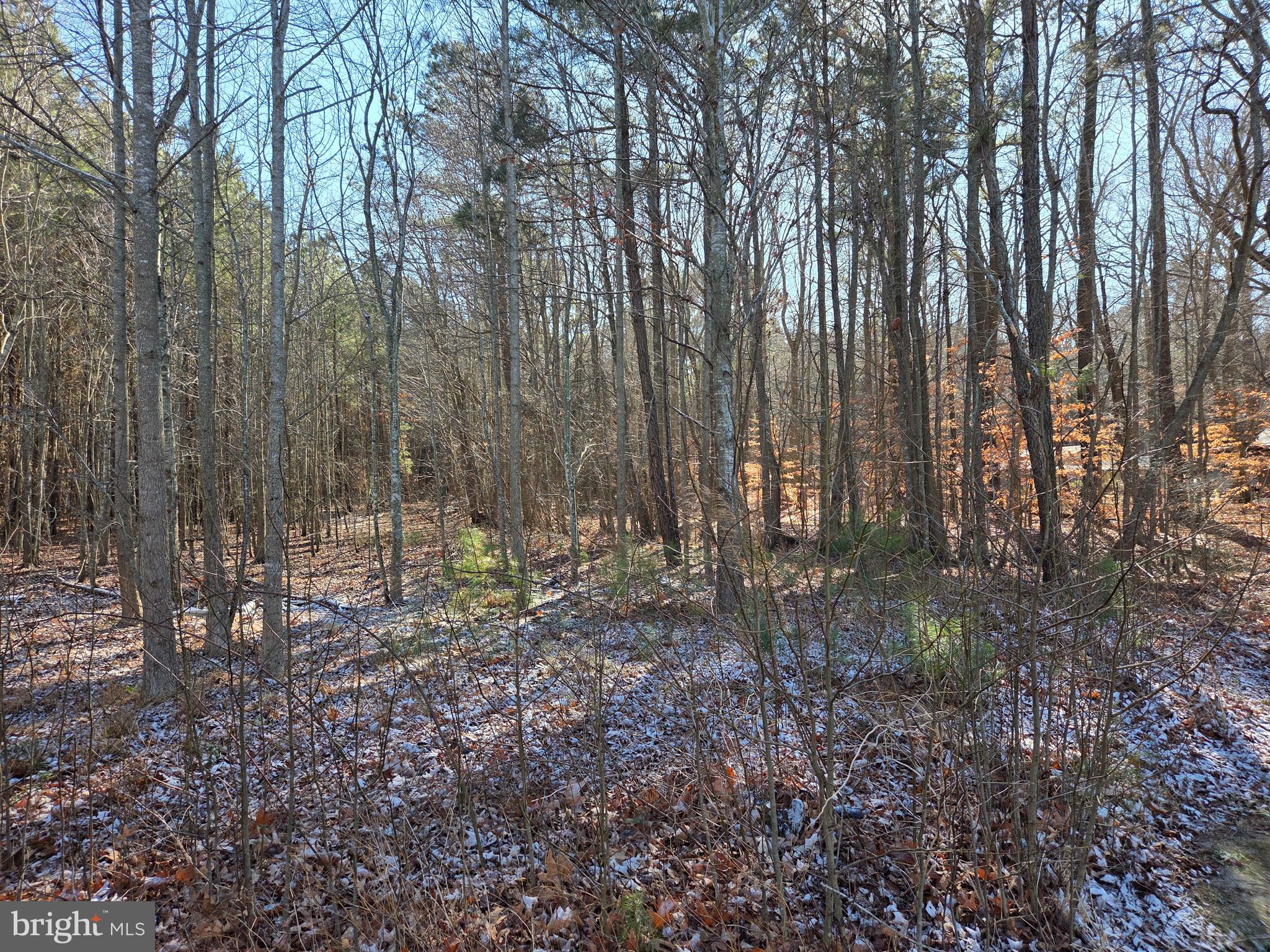 6327 Charles Cannon Road Marion Station, MD 21838 - Photo 22 of 23 a view of forest