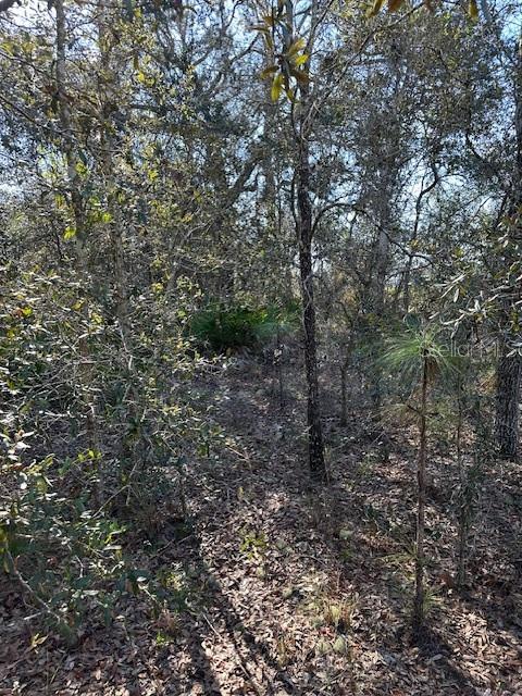7179 West Merrivale Lane Homosassa, FL 34446 - Photo 5 of 8 a view of a forest with trees in the background
