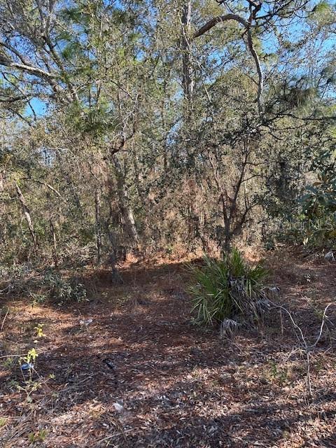 7179 West Merrivale Lane Homosassa, FL 34446 - Photo 6 of 8 a view of a yard with a tree
