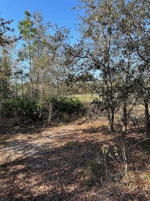 7179 West Merrivale Lane Homosassa, FL 34446 - Photo 7 of 8 a view of a yard with a tree