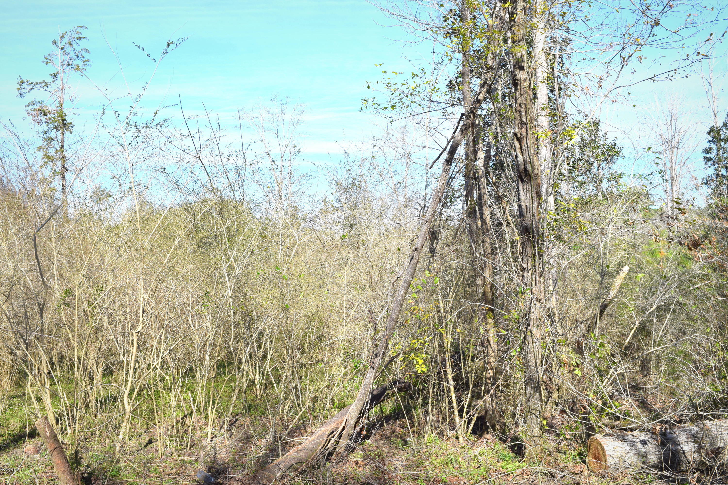 Xxx Falling Waters Road Chipley, FL 32428 - Photo 4 of 4