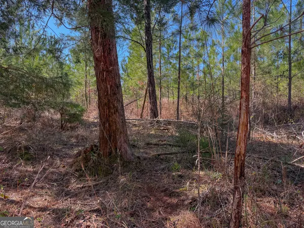 a view of a forest filled with trees