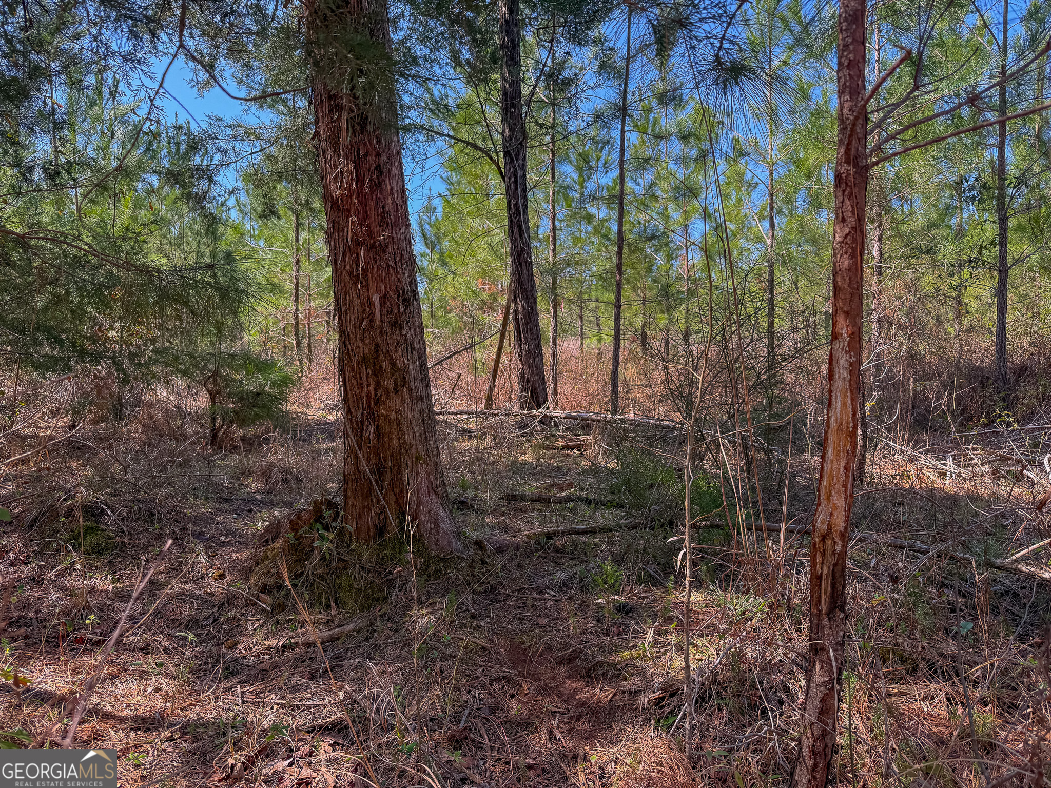 0 Dozier Road Ellaville, GA 31806 - Photo 12 of 15