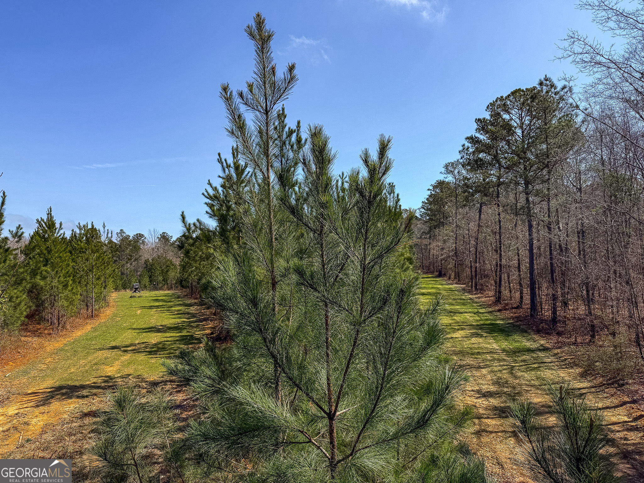 0 Dozier Road Ellaville, GA 31806 - Photo 14 of 15