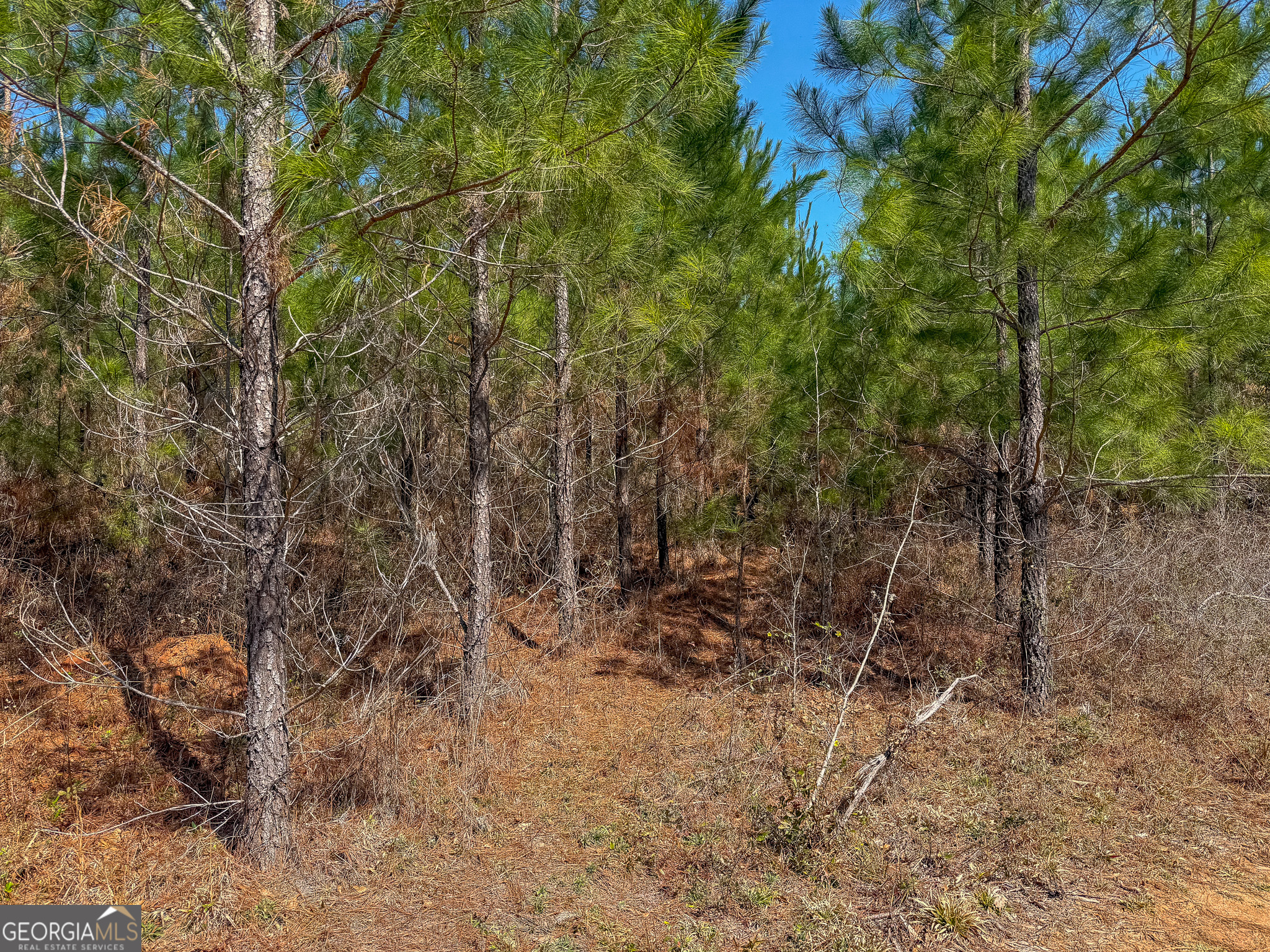 0 Dozier Road Ellaville, GA 31806 - Photo 15 of 15