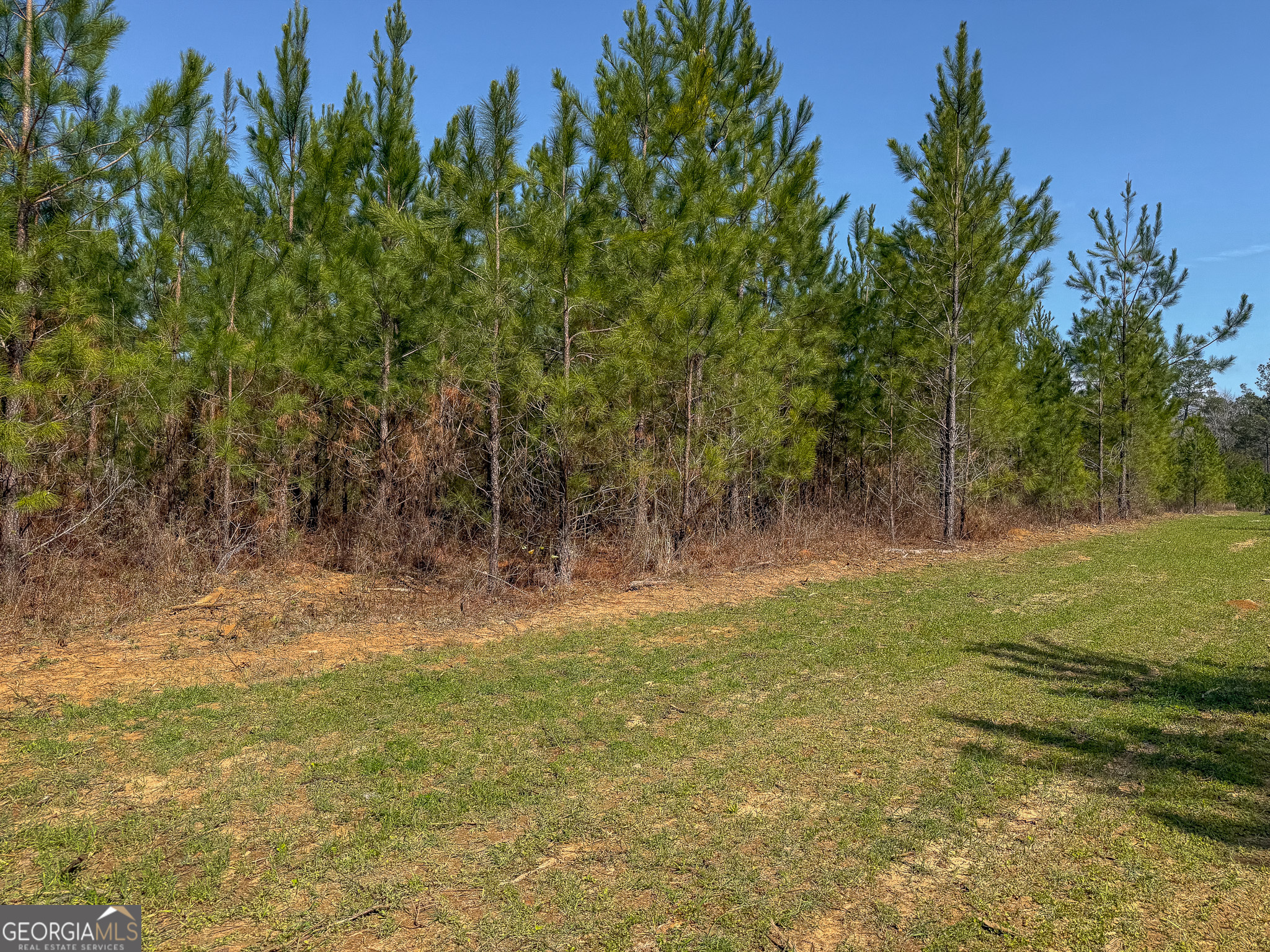 0 Dozier Road Ellaville, GA 31806 - Photo 2 of 15