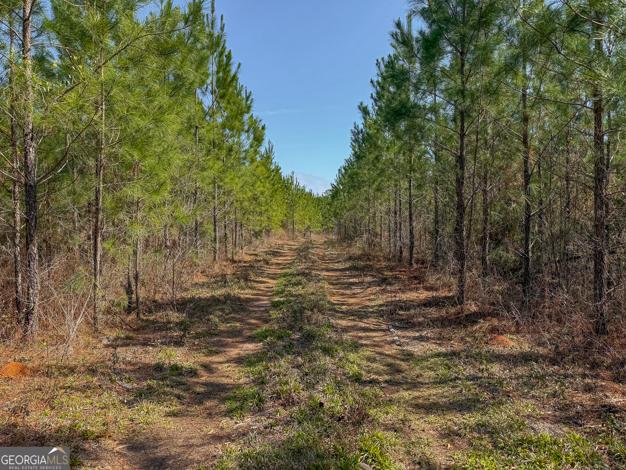 0 Dozier Road Ellaville, GA 31806 - Photo 9 of 15