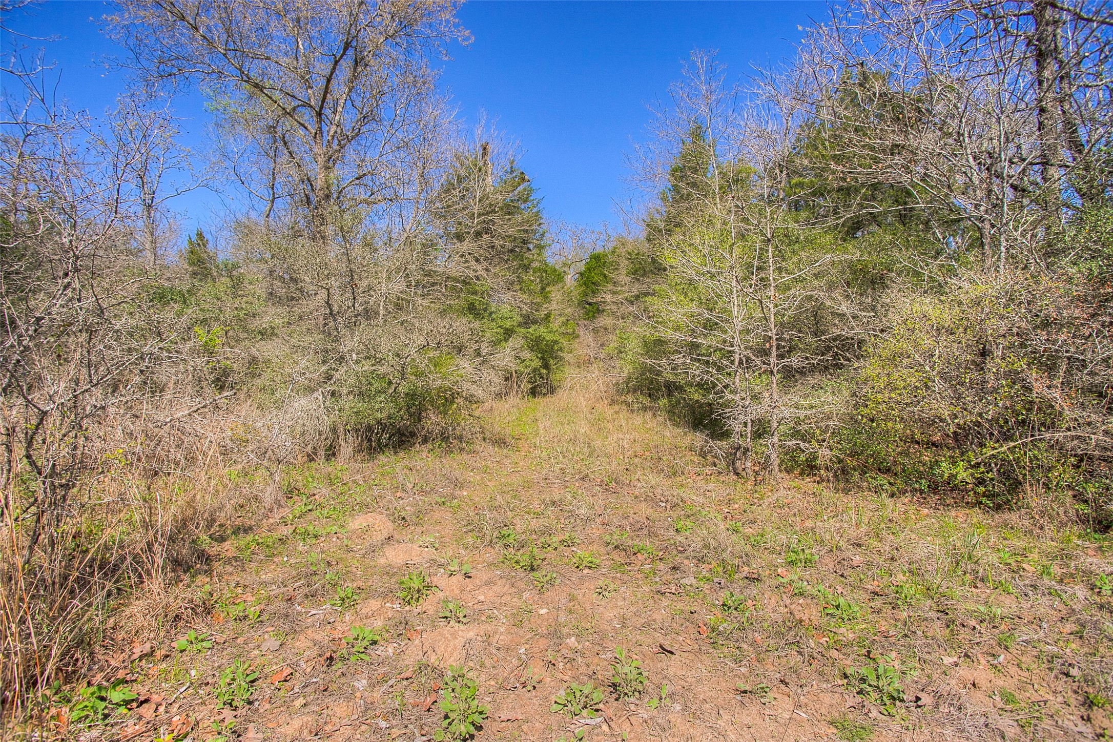 482 County Road 482 Normangee, TX 77871 - Photo 25 of 49 a view of a yard with trees
