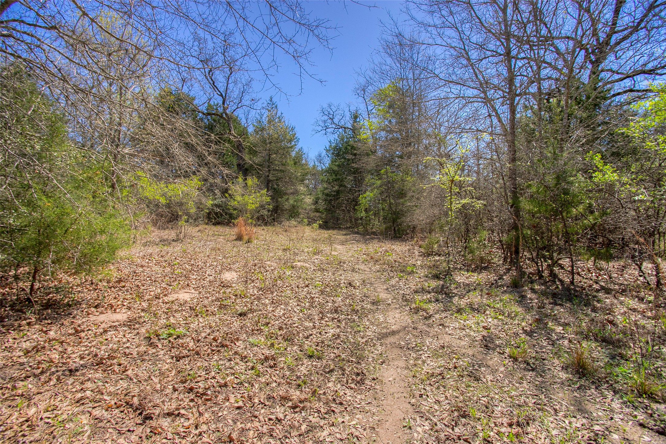 482 County Road 482 Normangee, TX 77871 - Photo 29 of 49 a view of a dry yard with trees