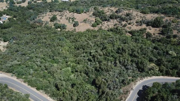 a view of a forest with a street