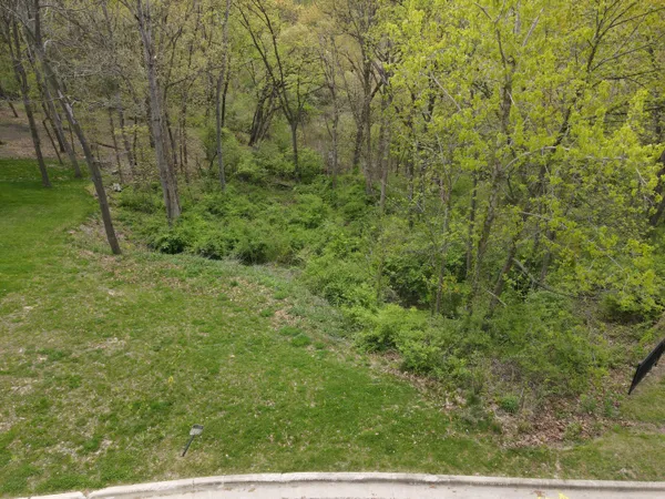 a view of a lush green forest