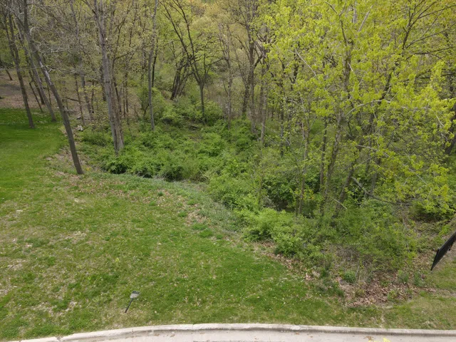 a view of a lush green forest