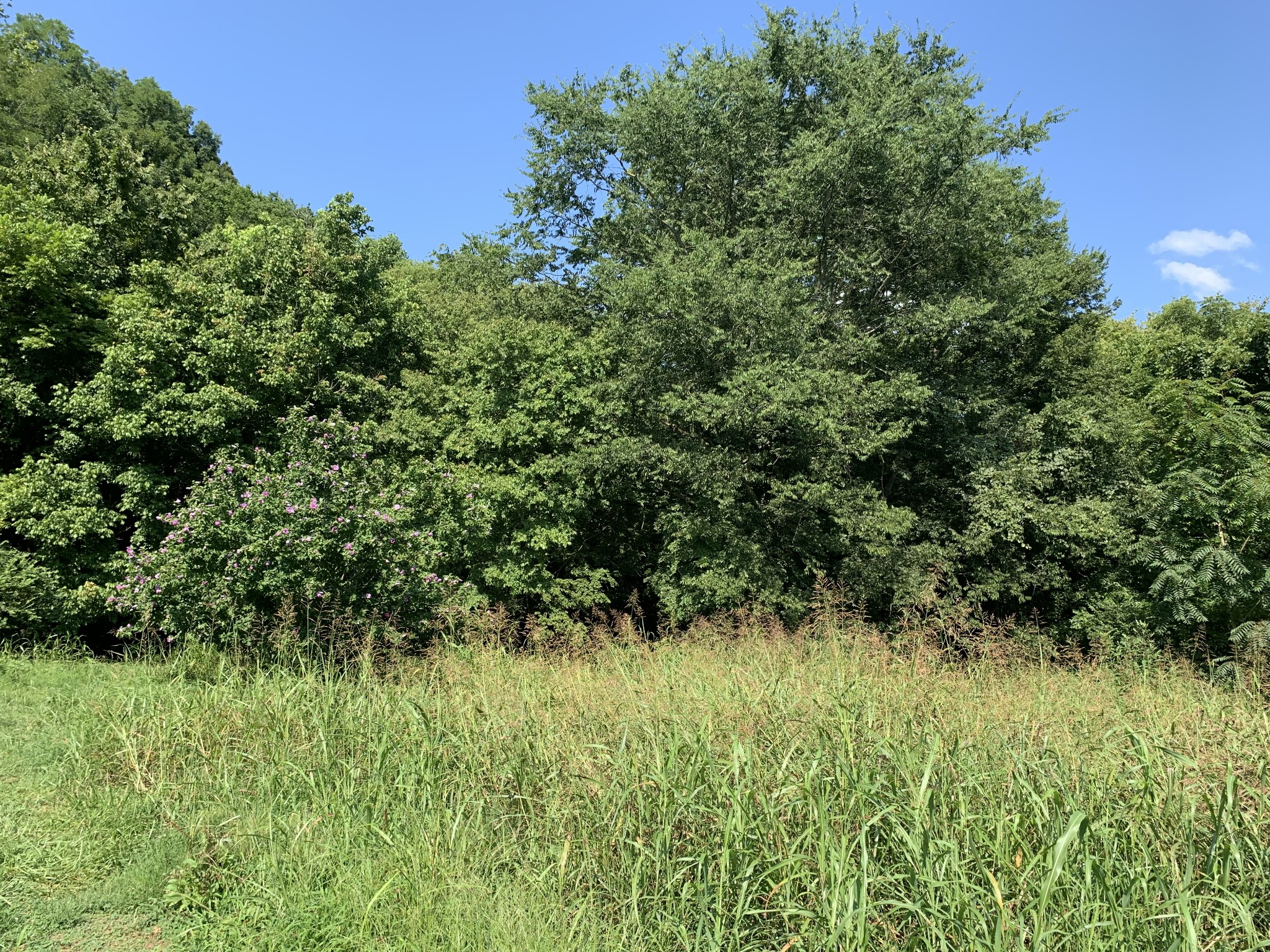 2124 Simmons Ridge Road Cornersville, TN 37047 - Photo 19 of 32 Gallery Image 19