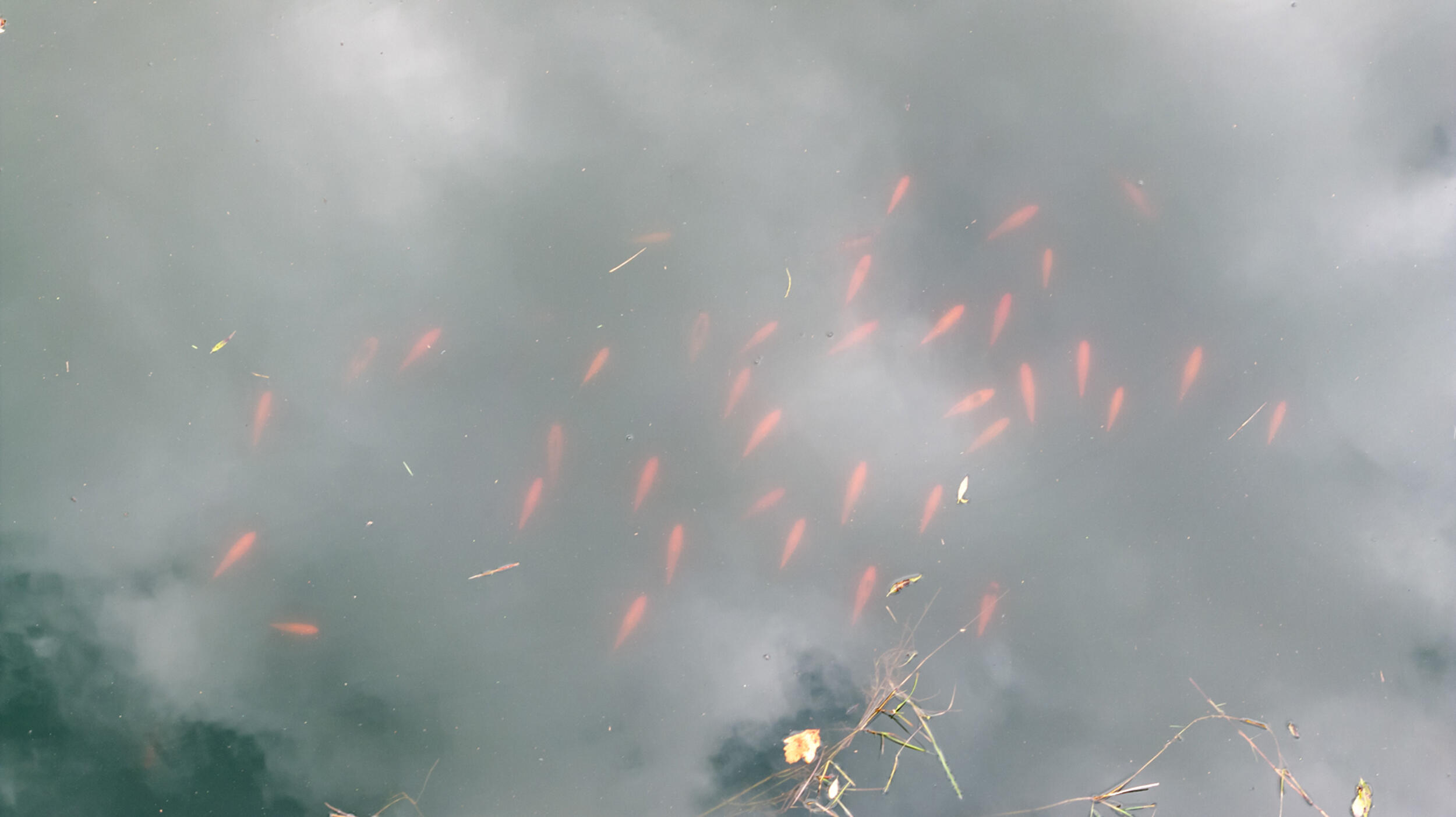 2531 Reynolds Road Jackson, MI 49201 - Photo 68 of 78 Gold Fish