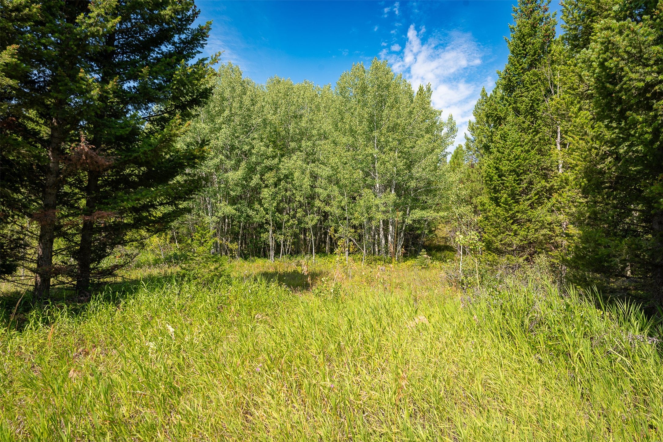 2 2 Bear Springs Road Lincoln, MT 59639 - Photo 11 of 55 Gallery Image 11
