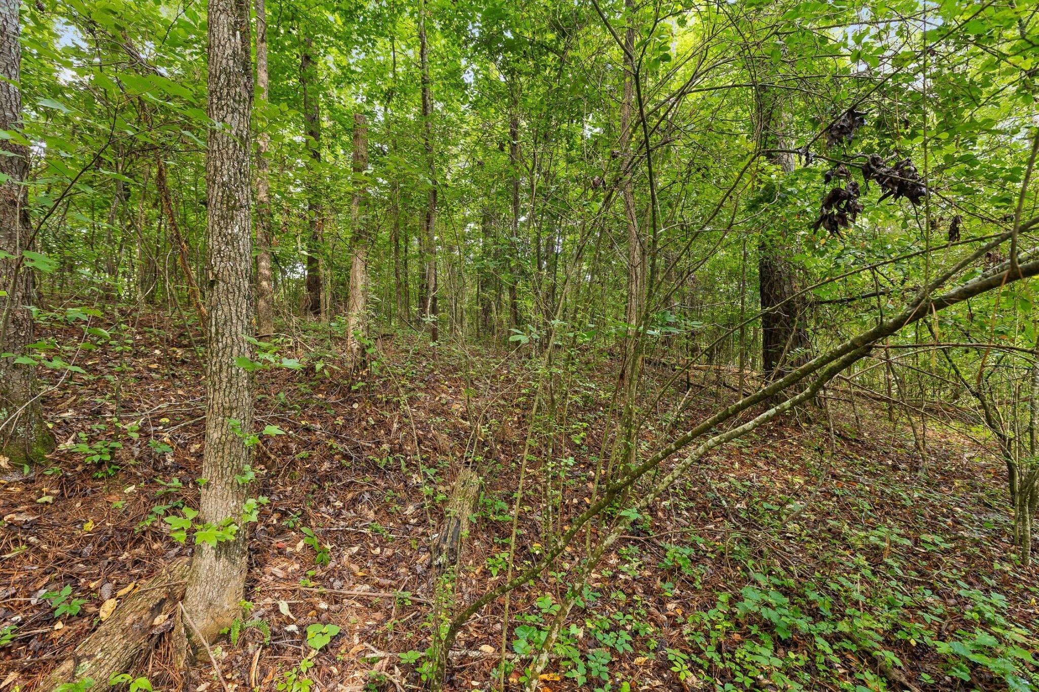 2727 Old Tilton Road Dalton, GA 30721 - Photo 8 of 43