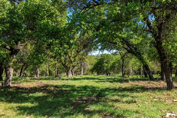 a view of outdoor space with trees all around