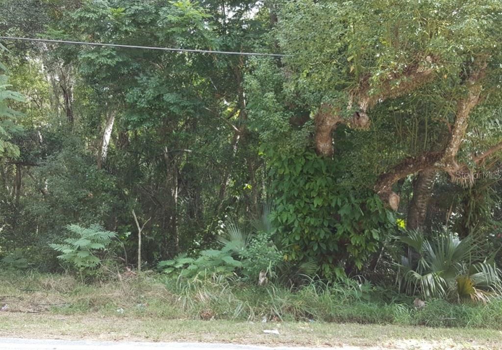 5933 Terrell Road Mount Dora, FL 32757 - Photo 1 of 1 a view of a yard