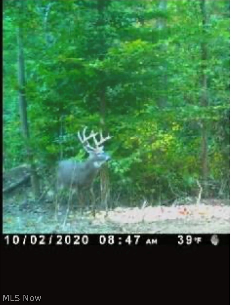 799 State Road Freeport, OH 43973 - Photo 7 of 22 Gallery Image 7