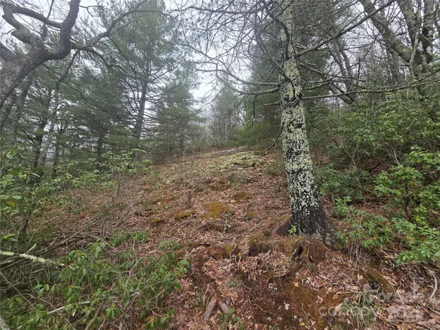 a view of a yard with a tree