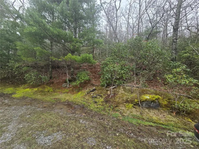 a view of a yard with trees