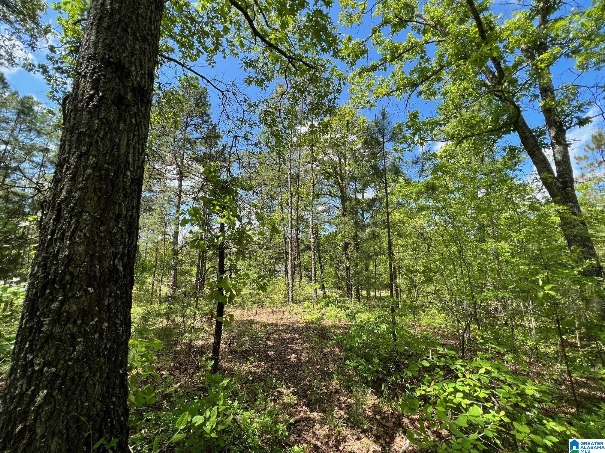 Blue Ridge Drive, Unit 1 Talladega, AL 35160 - Photo 15 of 16