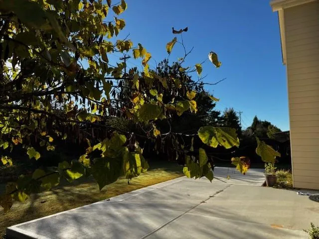 a view of a house with a tree