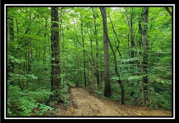 0 Pedigo Ridge Road, Unit TRACT 6) Nelsonville, OH 45764 - Photo 20 of 57 image020