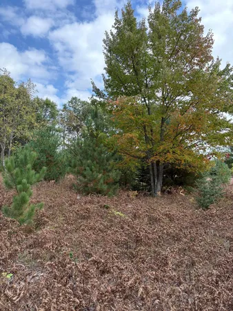 $320,000 | 7267 South Snyder Road Southwest, Fife Lake, MI 49633