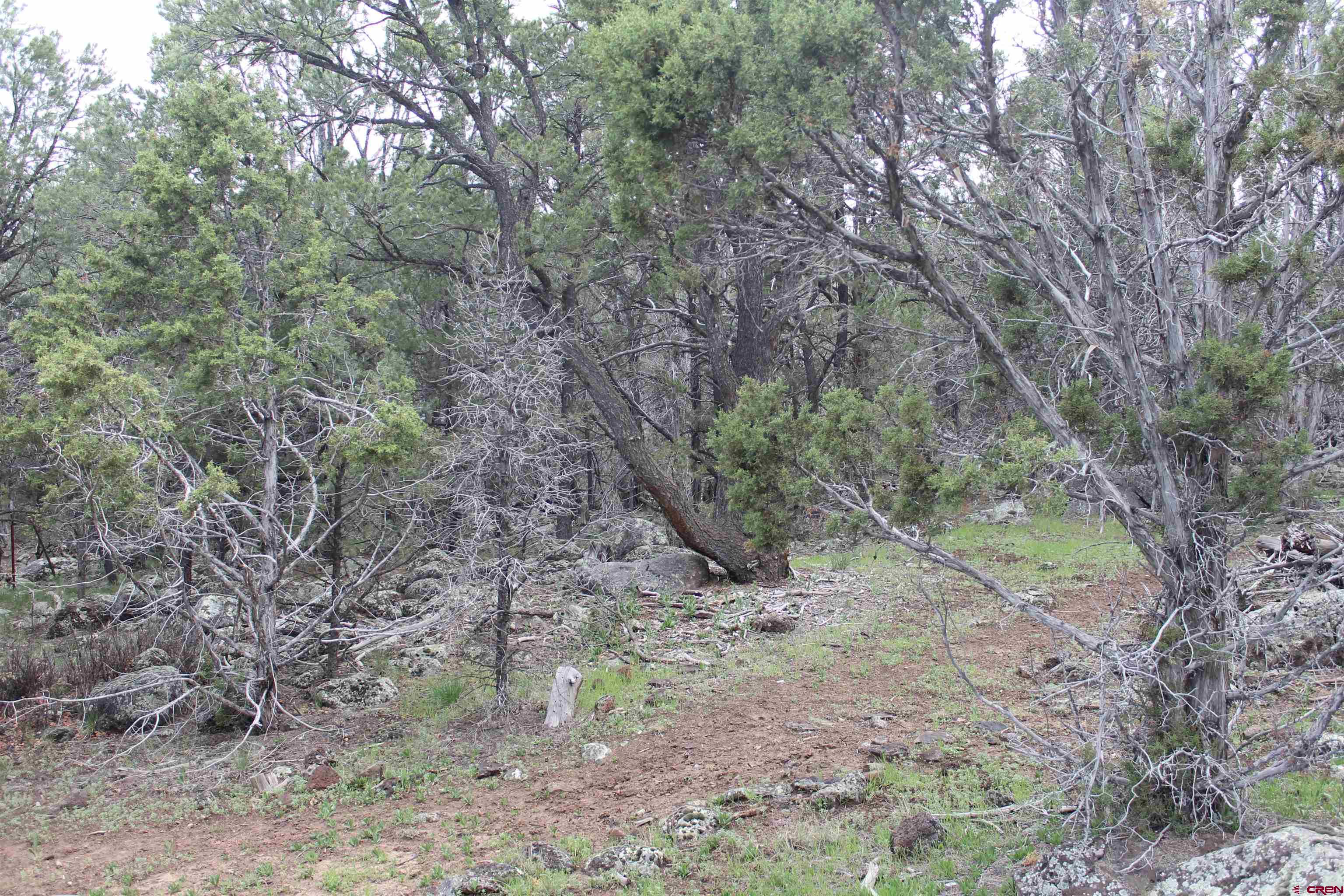 21051 Brimstone Road Cedaredge, CO 81413 - Photo 20 of 25 a view of a forest with trees in the background