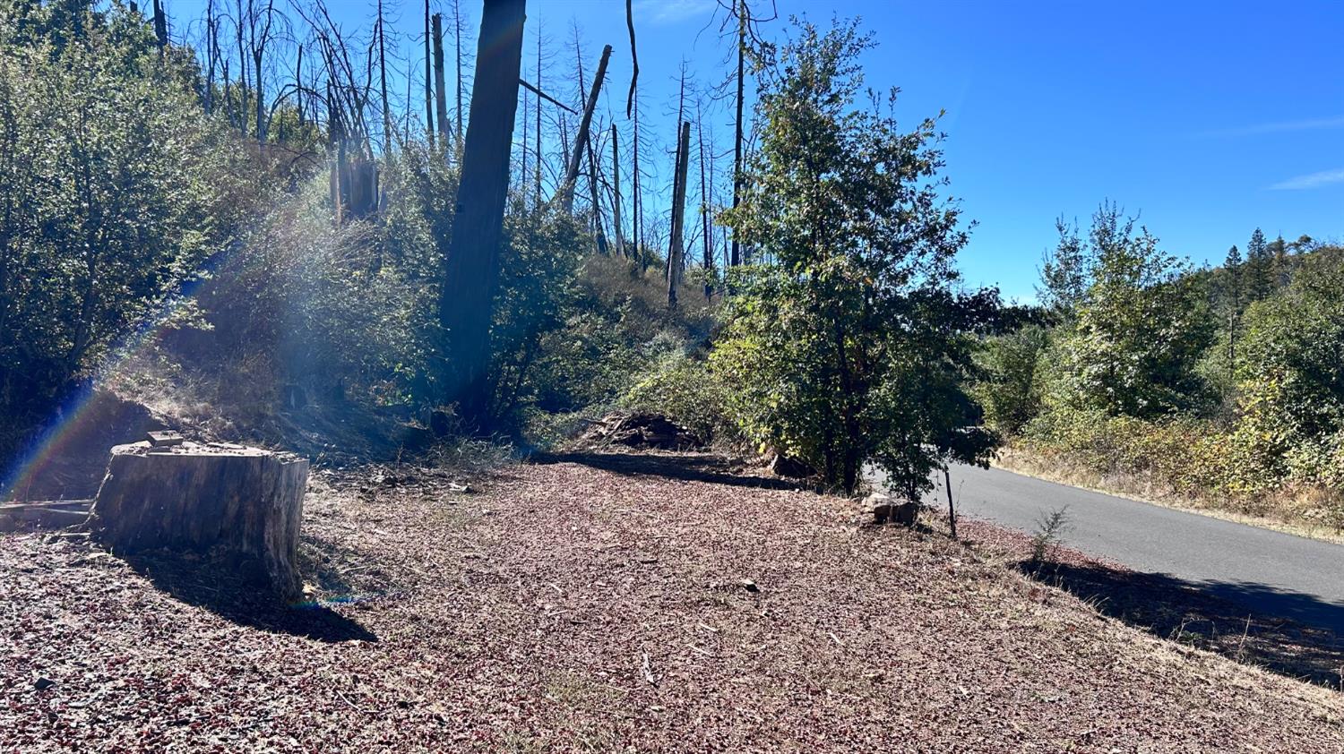 10210 East Murray Creek Road Mountain Ranch, CA 95246 - Photo 4 of 16 a view of a backyard with trees