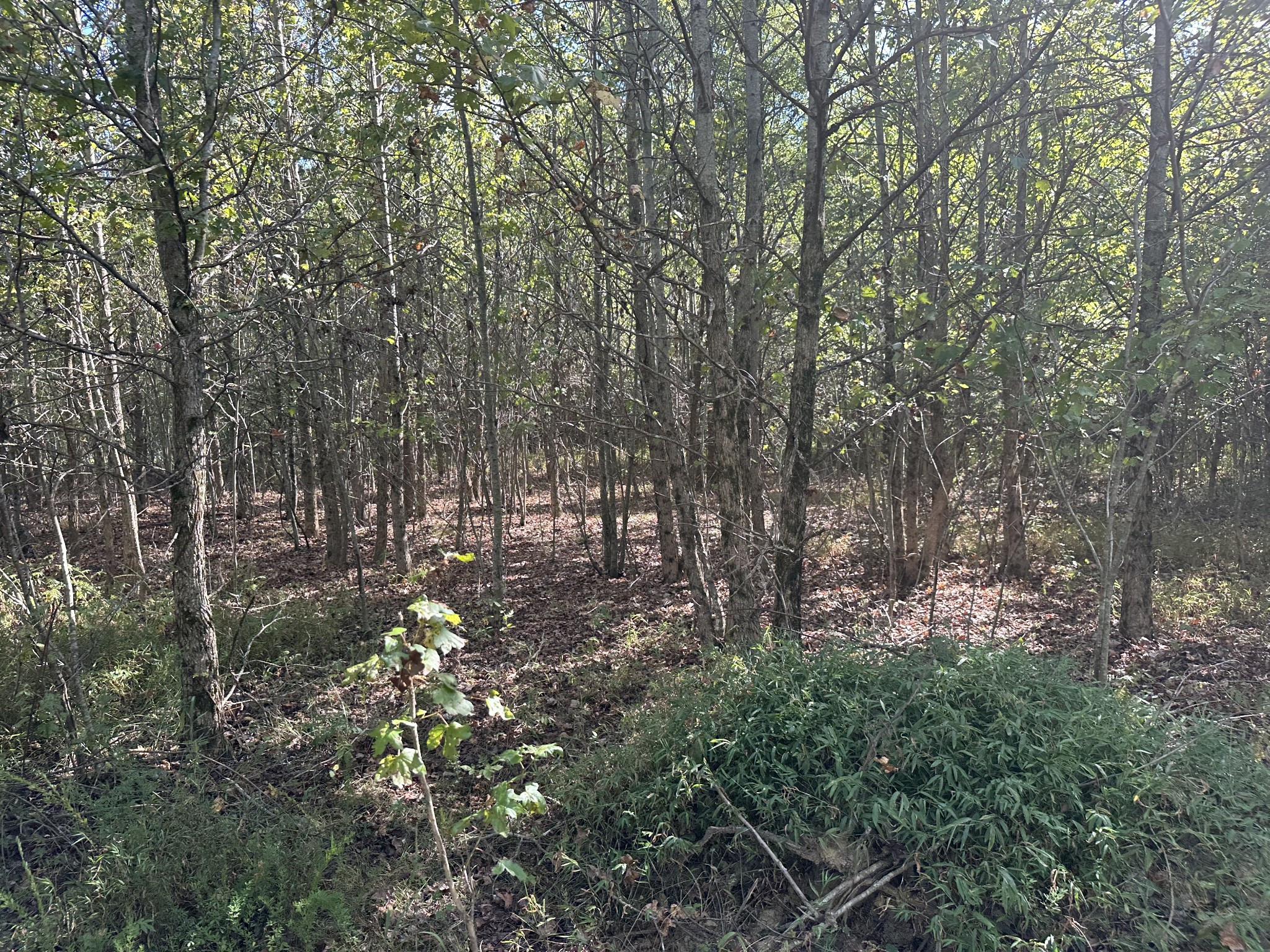 0 Ferrells Loop Road Northeast Beechgrove, TN 37018 - Photo 7 of 8 Gallery Image 7
