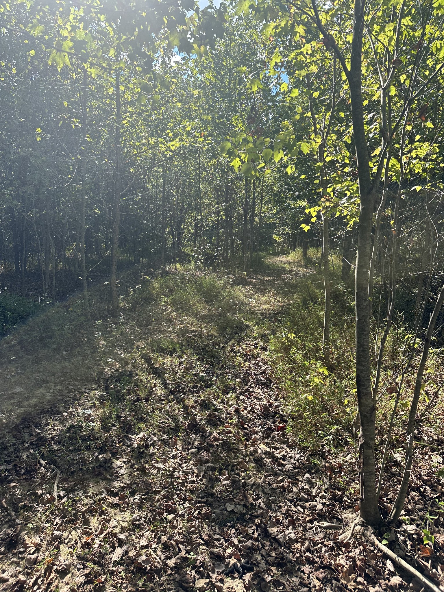 0 Ferrells Loop Road Northeast Beechgrove, TN 37018 - Photo 8 of 8 Gallery Image 8