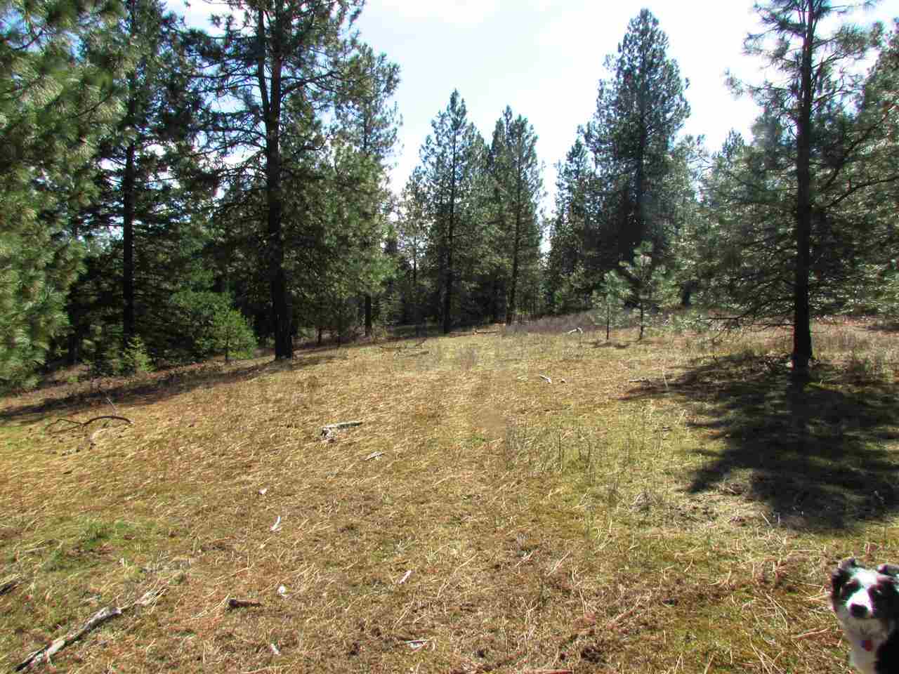 35903 North Dunn Road Chattaroy, WA 99003 - Photo 16 of 20 Gallery Image 16