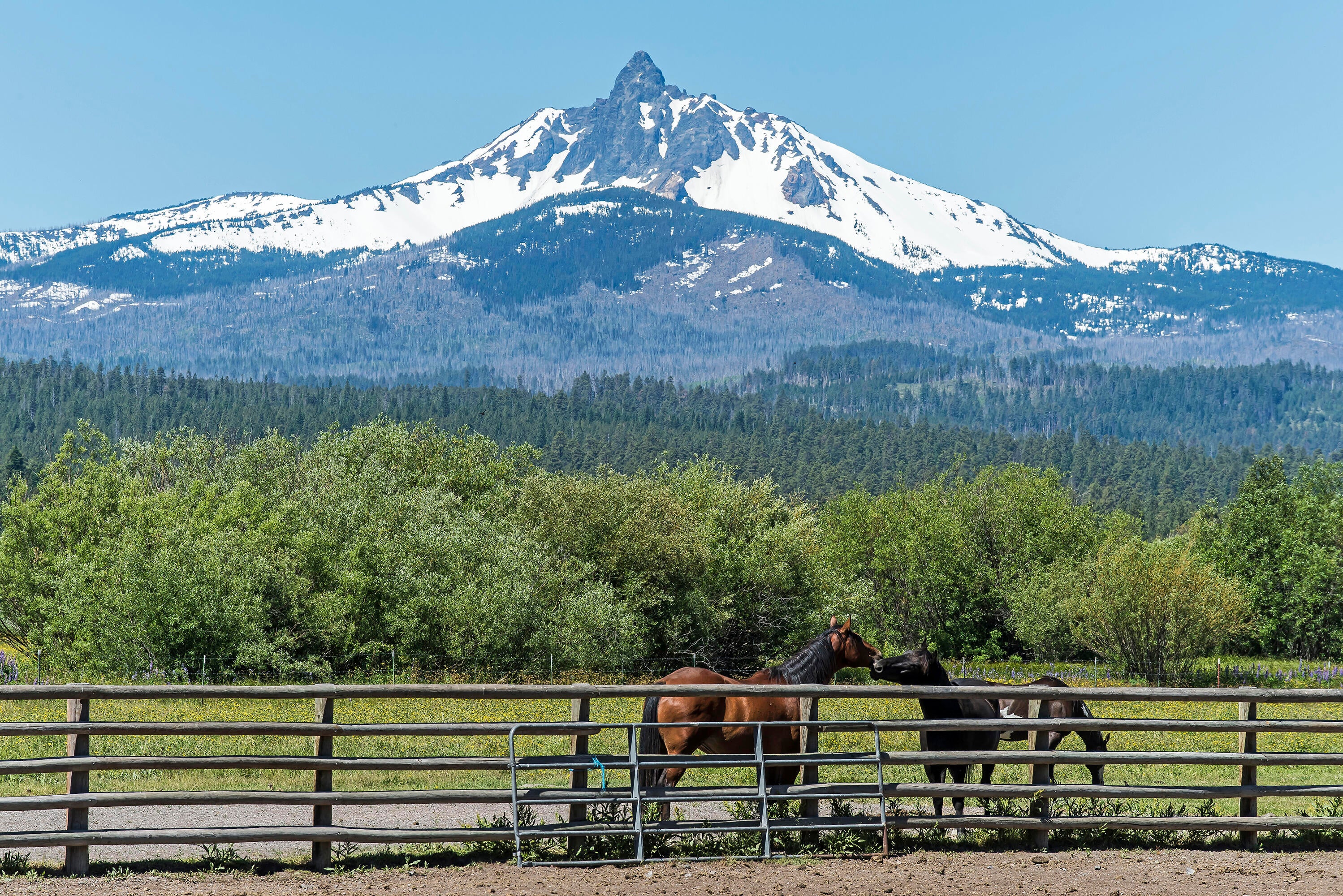 70767 Alpine Beauty Black Butte Ranch, OR 97759 - Photo 15 of 24 Mtn Washington