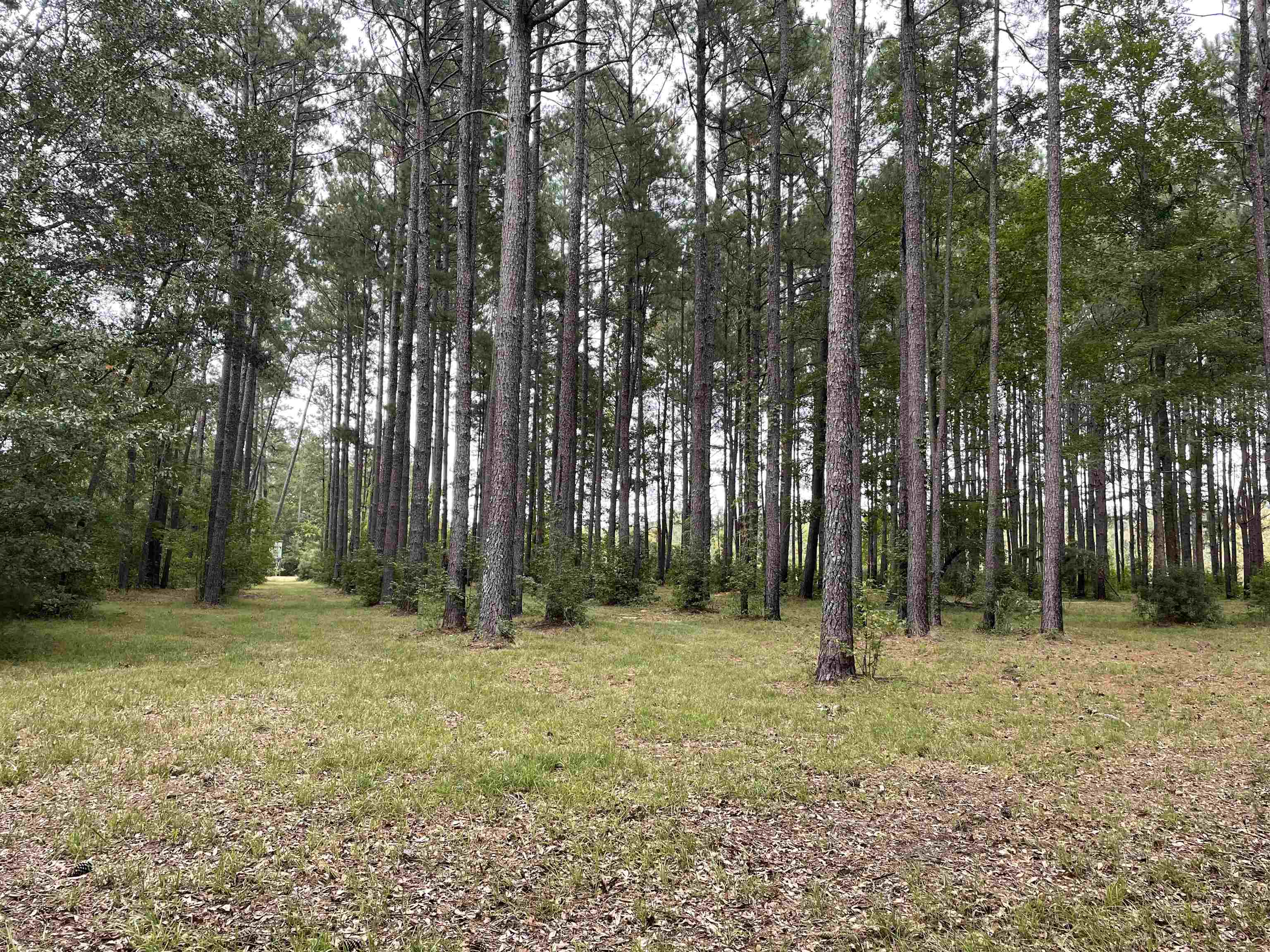 215 Nesmith Corner Road Nesmith, SC 29580 - Photo 3 of 10