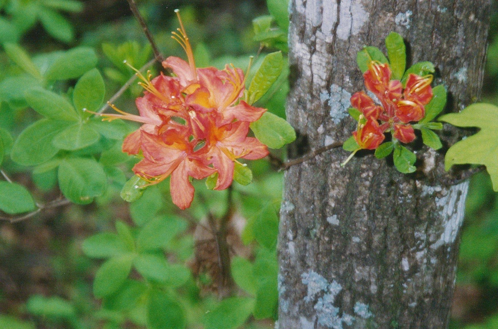 031 Off Henry Town Road Sevierville, TN 37862 - Photo 12 of 17 012