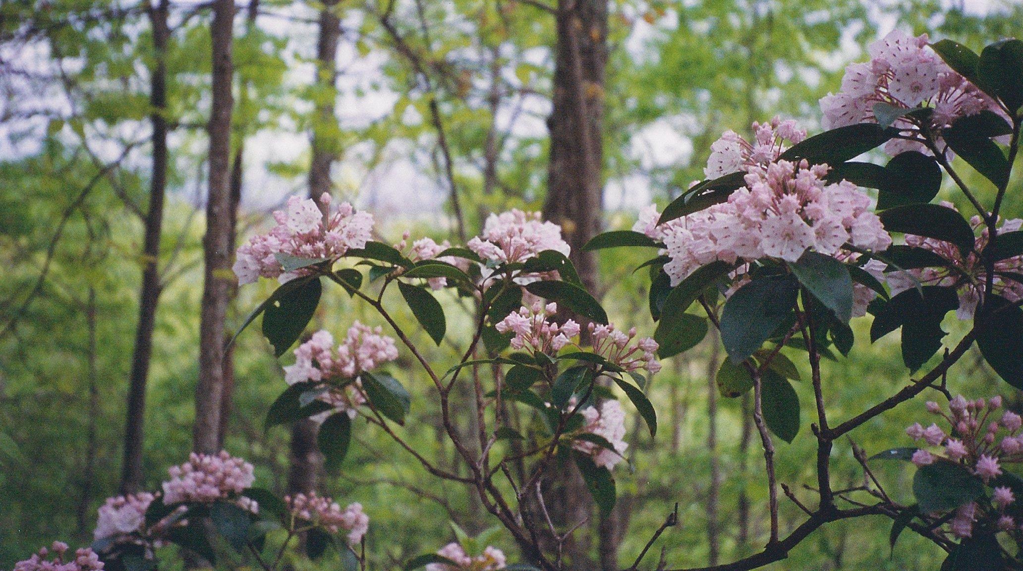031 Off Henry Town Road Sevierville, TN 37862 - Photo 13 of 17 013