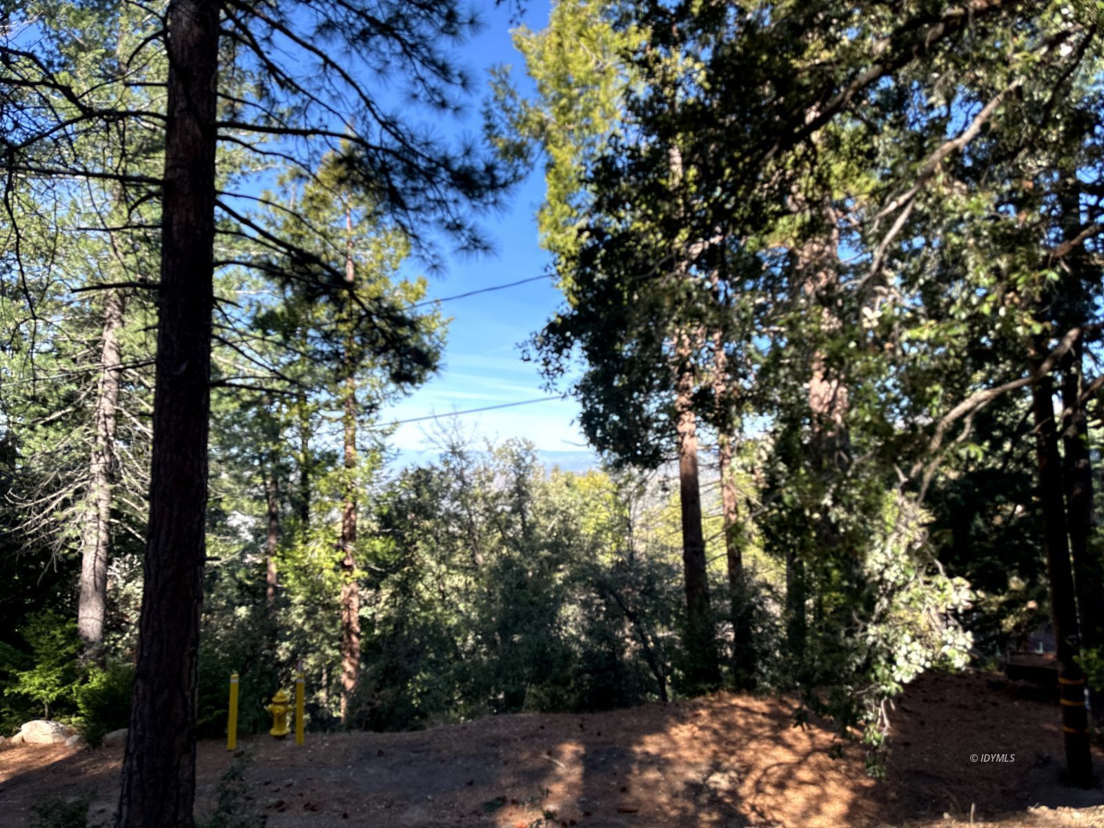 Green Craig Idyllwild Ca Idyllwild, CA 92549 - Photo 12 of 24 a view of a tree in a yard with a tree