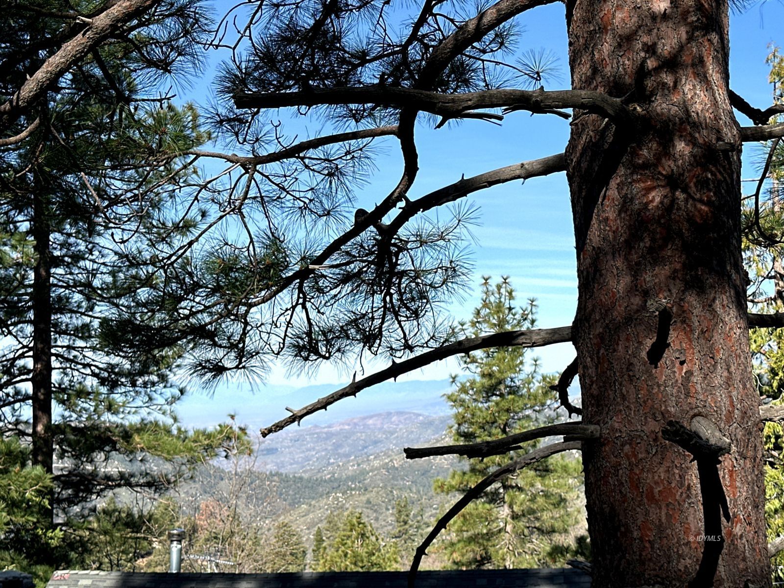 Green Craig Idyllwild Ca Idyllwild, CA 92549 - Photo 13 of 24 a view of tree in front of a yard