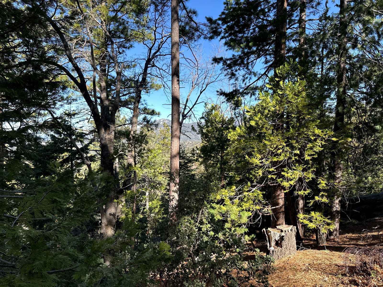 Green Craig Idyllwild Ca Idyllwild, CA 92549 - Photo 17 of 24