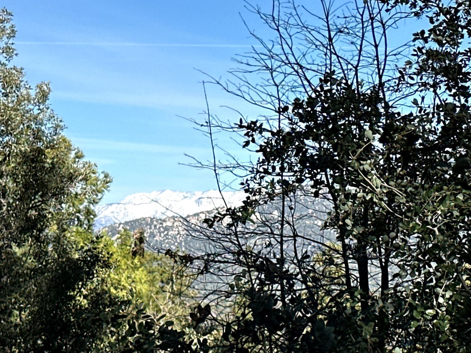 Green Craig Idyllwild Ca Idyllwild, CA 92549 - Photo 18 of 24 a view of a tree in a garden