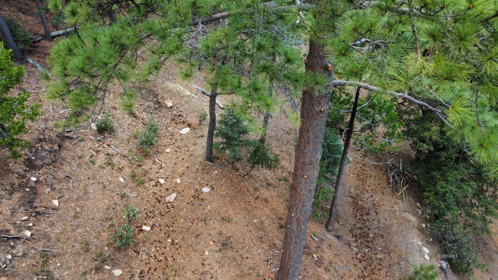Green Craig Idyllwild Ca Idyllwild, CA 92549 - Photo 19 of 24 a view of a yard with plants and trees