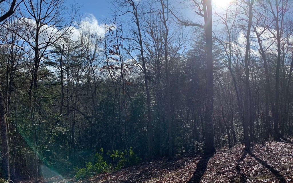 7-acres Payne Road Brasstown, NC 28902 - Photo 29 of 57 Gallery Image 29
