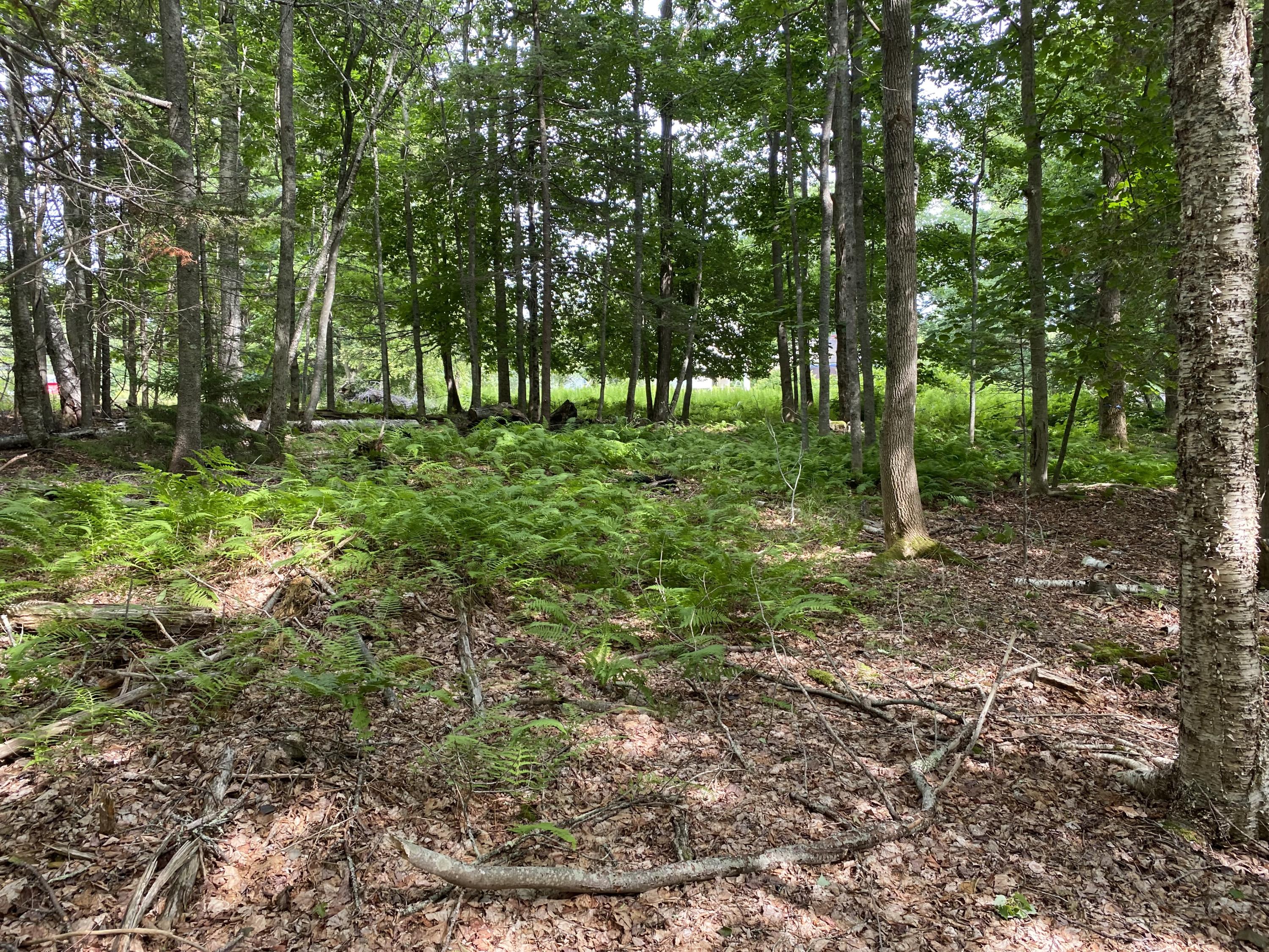 812 Main Road Islesboro, ME 04848 - Photo 42 of 44 Wooded acreage